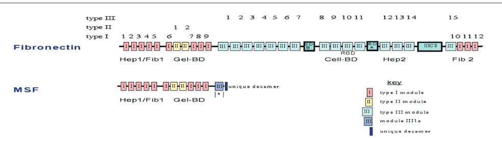 Figure 1commentary