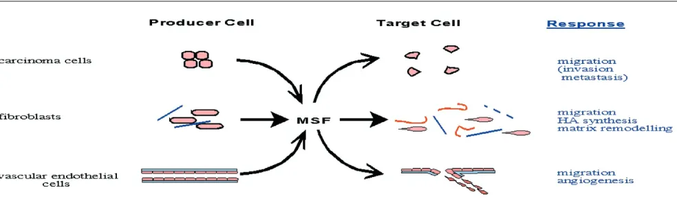 Figure 2commentary