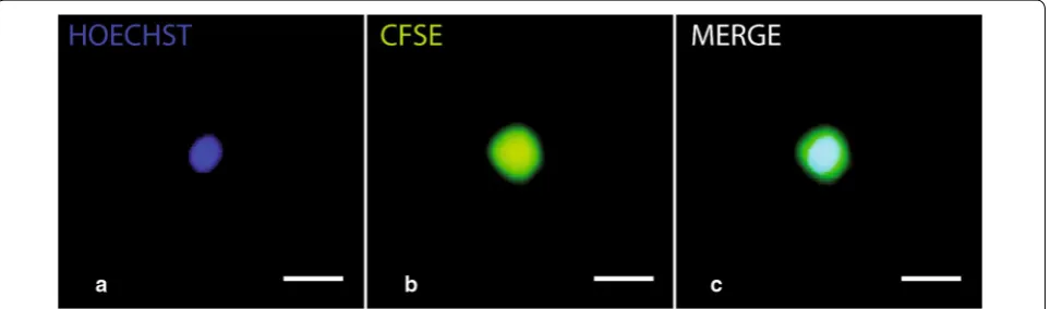 Fig. 1 CFSE/Hoechst double staining is compatible with C1 technology. Typical labeling of T2EC nucleus (a) and cytoplasm/membrane (b) stained by Hoechst 33342 and CFSE respectively