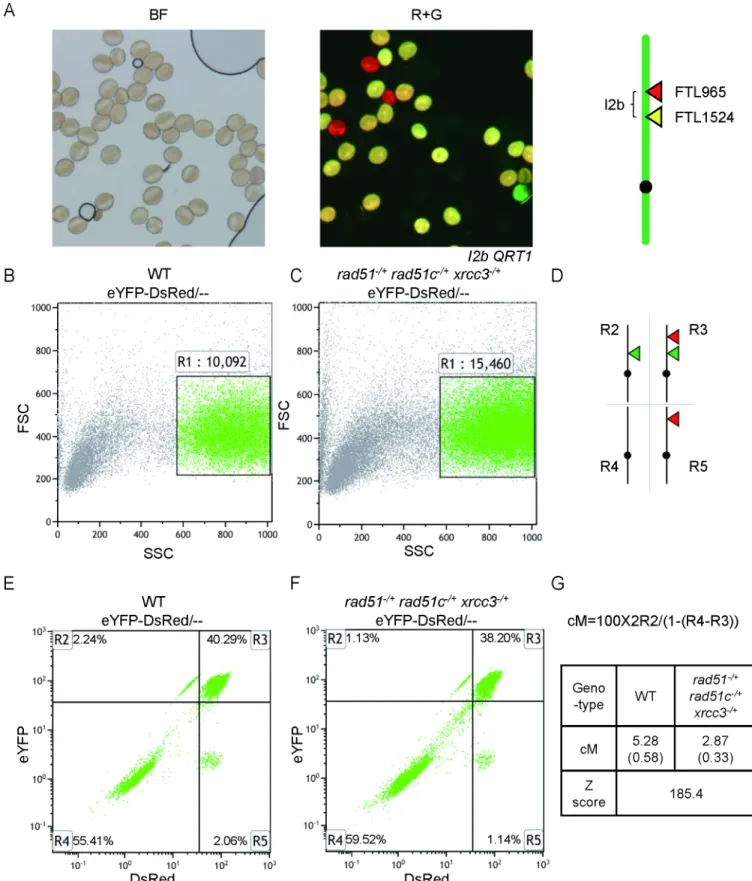 Fig 8. Meiotic crossover frequency of I2b in WT and triple heterozygote via flow cytometry