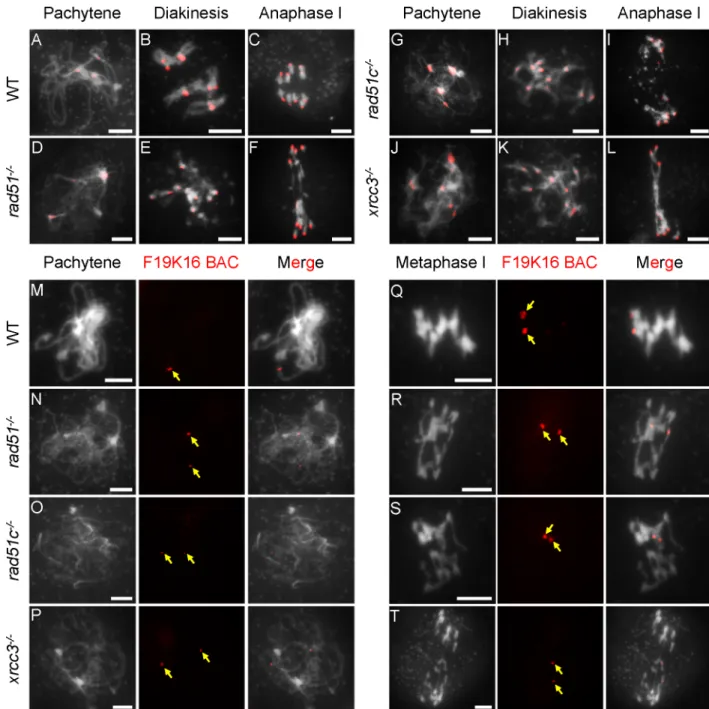 Fig 1. Fluorescence in situ hybridization (FISH) analysis of chromosome interactions in atrad51, atrad51c and atxrcc3 mutants.
