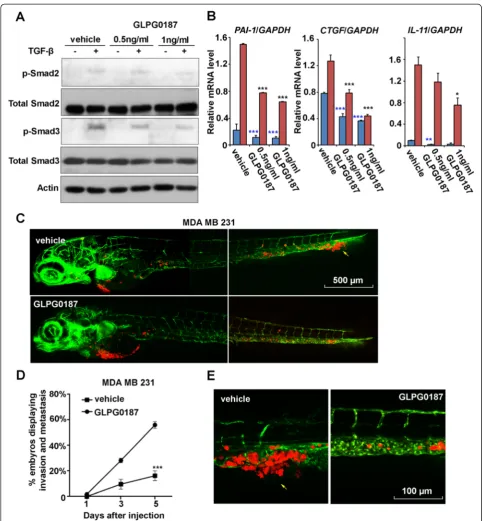 Figure 5 GLPG0187 suppresses breast tumor invasion and metastasis in zebrafish. (A) MDA-MB-231 cells were treated with vehicle, 0.5 ng/mlor 1 ng/ml of GLPG0187 for 48 h with or without 5 ng/ml transforming growth factor (TGF)-β for 2 h and immunoblotted as
