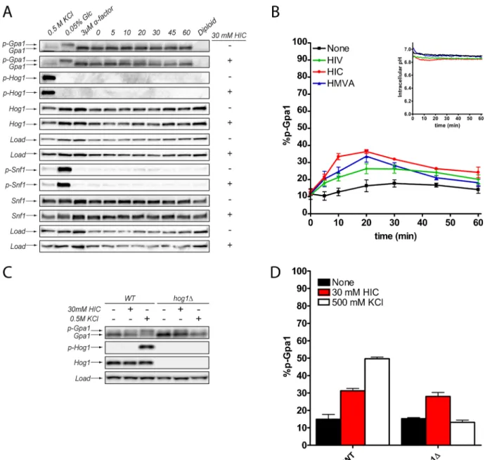 Fig 4. BCAA derivatives promote Gpa1 phosphorylation. (A) Ectopic addition of 2-hydroxyisocaproate (HIC) promotes phosphorylation of Gpa1 but not Hog1 or Snf1