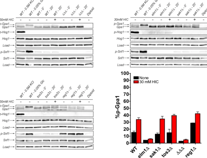 Fig 6. The AMPK kinase Elm1 phosphorylates Gpa1 upon BCAA derivative addition. Gpa1 phosphorylation after ectopic addition of 30 mM HIC is abrogated in cells lacking the AMPK kinase ELM1, or all three AMPK kinases (ΔΔΔ)