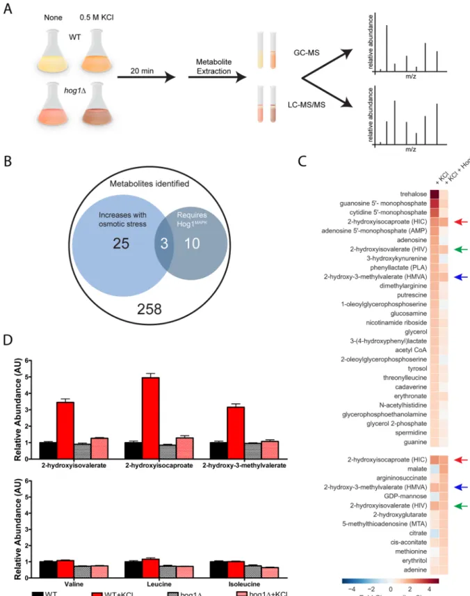 Fig 2. Global metabolomics analysis identifies candidate second messengers of osmotic stress