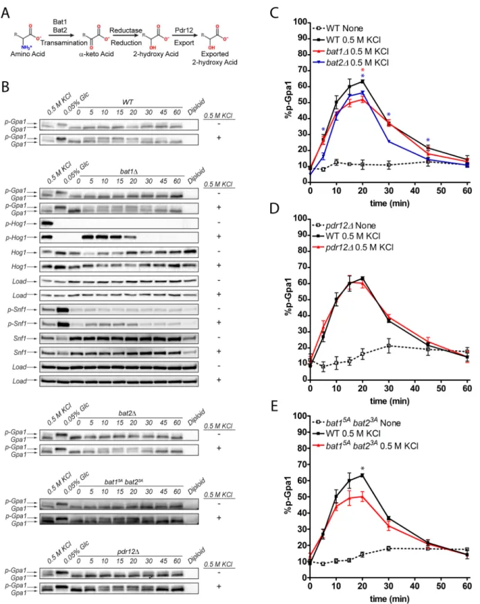 Fig 3. BCAA derivatives are necessary for a full response to osmotic stress. (A) BCAAs are converted to 2-keto acids by the BCAA transaminases, Bat1 and Bat2