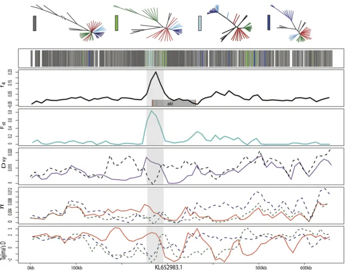 Fig 5. Candidate adaptive introgression region in craniofacial development gene ski. Fixed variants in this region were previously associated with pupfish oral jaw size [55]