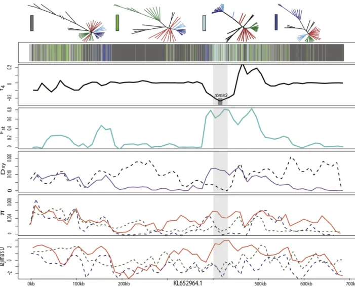 Fig 7. Candidate adaptive introgression region in craniofacial development gene rbms3