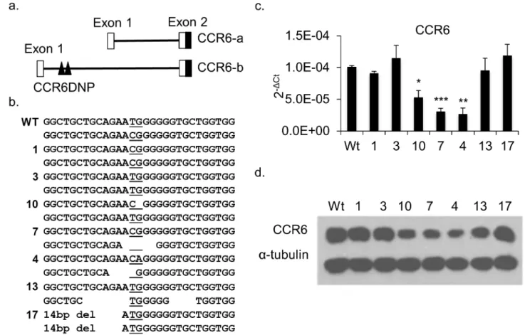 Fig 1. Characterization of mutated HCT116 clones generated by TALENs targeting the CCR6DNP