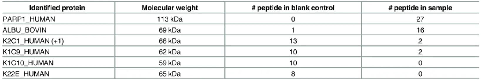 Table 1. Mass spectrometry analysis identifies PARP-1 as the CCR6DNP binding protein.