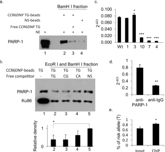 Fig 4. The association of PARP-1 with CCR6DNP is sequence dependent and allele specific