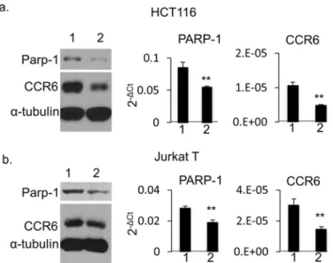 Fig 5. CCR6 expression in PARP-1 knockdown human cells. HCT116 cells (a) and Jurkat T cells (b) by Western blot (left), and qPCR analysis on PARP-1 (middle) and on CCR6 (right)