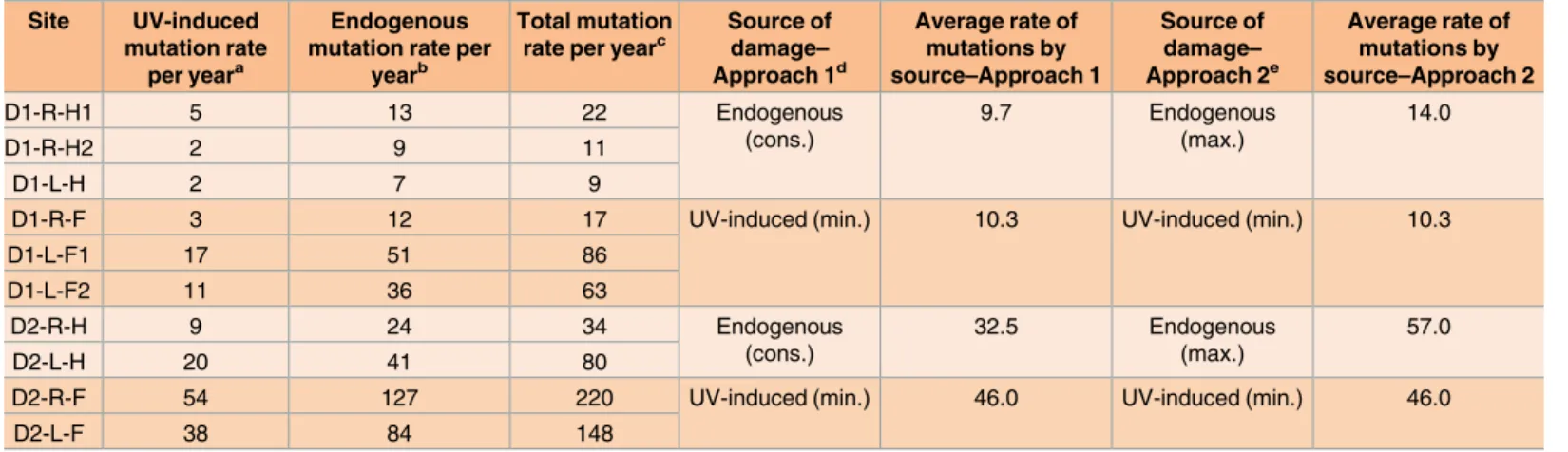 Table 1. Estimates of rates of accumulation of endogenous and UV-induced mutations per year.