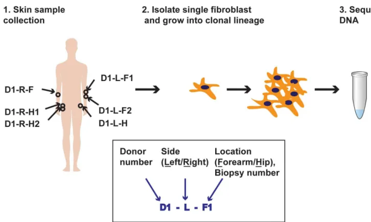 Fig 1. Schematic for isolation and sequencing of single-cell fibroblast clonal lineages