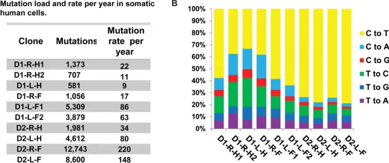 Fig 3. Somatic mutation load and spectra in the fibroblast clones. (A) The number of somatic mutations detected in each clone and the rate of accumulation of mutations per year are provided