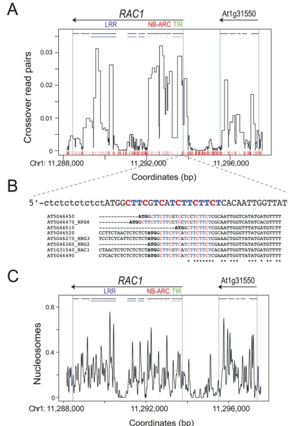 Fig 4. RAC1 crossovers measured by high-throughput sequencing, nucleosome occupancy and CTT- CTT-repeat motifs