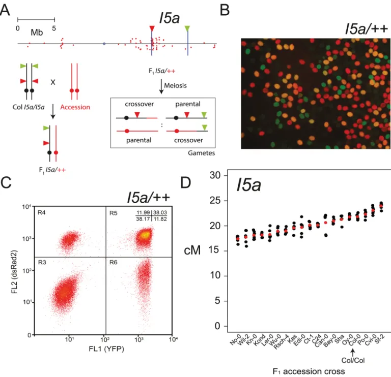 Fig 6. NBS-LRR cluster recombination rate is modified by natural genetic variation. (A) Physical map of chromosome 5 with NBS-LRR gene positions indicated by red dots