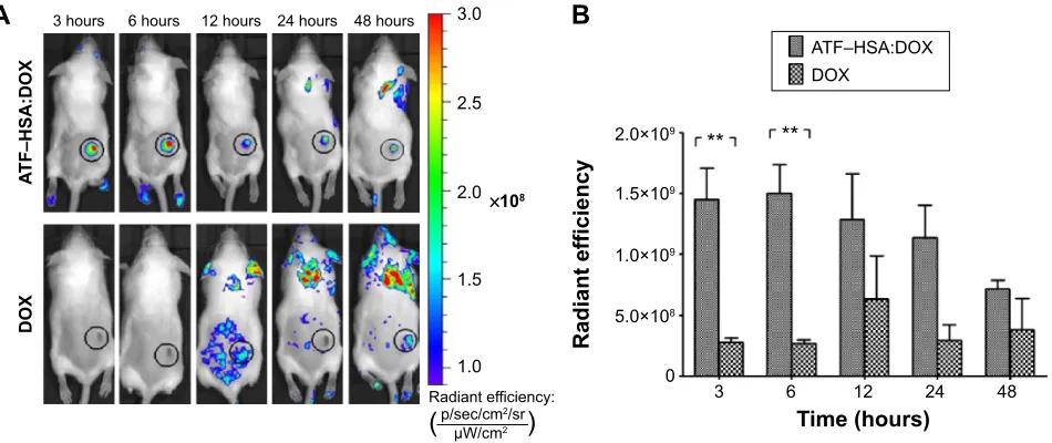 Figure 6 In vivo fluorescent imaging of H22 tumor-bearing mice injected with ATF–HSA:DOX or free DOX.Notes: ATF–HSA:DOX injected at 5 μmol/kg, iv; free DOX injected at 5 μmol/kg, iv