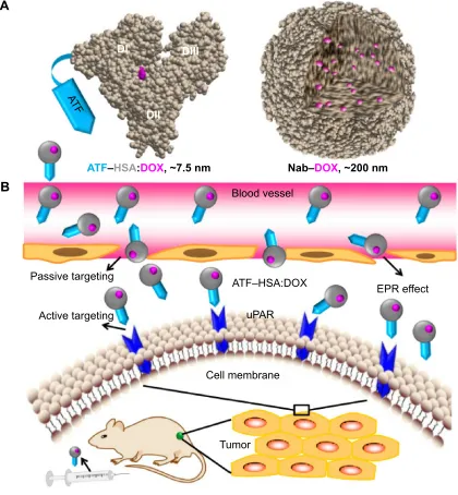 Figure 8 structure model and tumor-targeting mechanism of aTF–hsa:DOX.Notes: (A) ATF–HSA:DOX, as a molecular complex with well-defined structure, is different from the nanoparticles formed by Nab technique