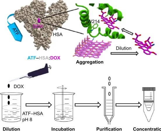 Figure 1 Molecular model of tumor targeting drug carrier ATF–HSA, the binding site of DOX in HSA, and the loading of the DOX into this carrier by the DIP method.Notes: DOX tends to form aggregates, hindering its embedding inside the carrier
