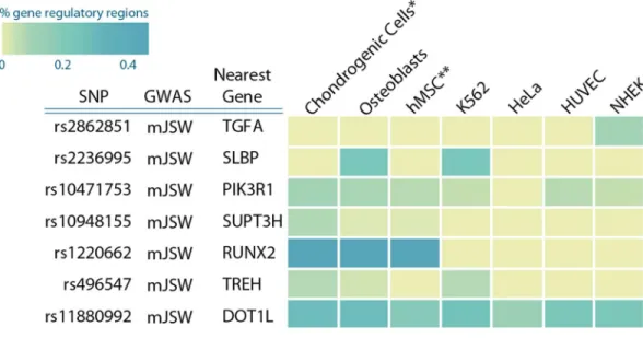 Fig 3. mJSW and OA associated variants are co-localized with potential gene regulatory markers