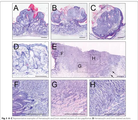 Fig. 3 A–C Representative examples of Hematoxylin and Eosin stained sections of skin papillomas