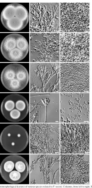 FIG. 1. Macro- and micromorphological features of various species related to P. variotiiPaecilomyces lilacinusconidia, respectively; rows, from top to bottom,