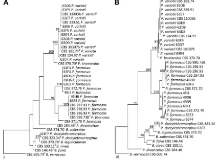 FIG. 2. One of the most parsimonious trees from each of the two analyzed loci sequenced