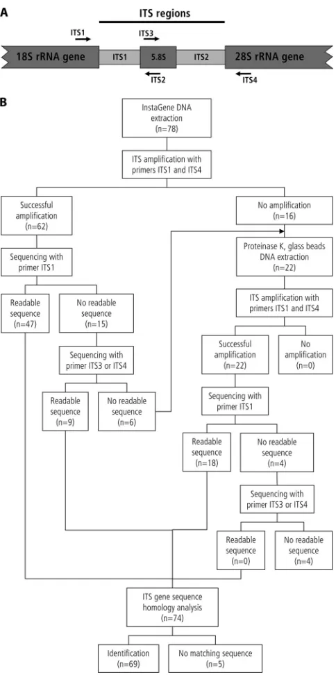 FIG. 1. Flow chart for DNA extraction and ITS sequencing ofmolds as implemented from 27 September 2007 onwards