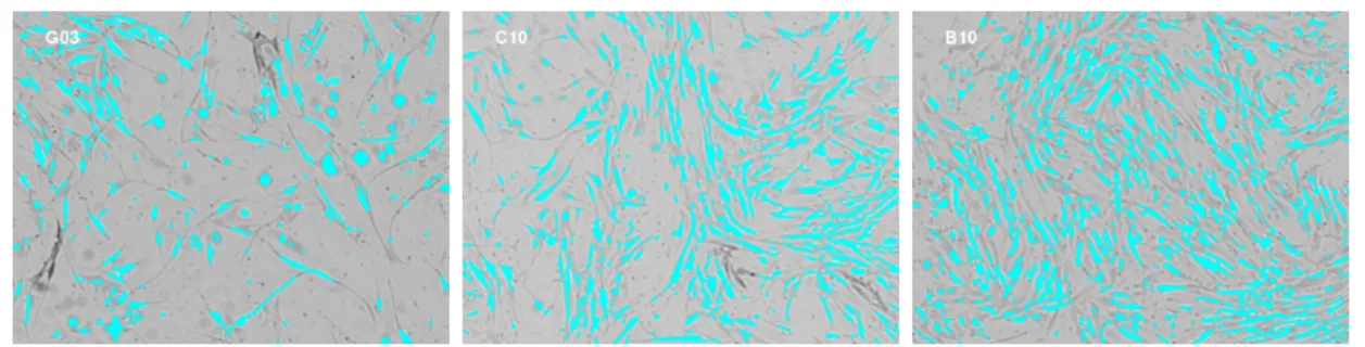 Figure 2.3: Cell identification (using IPLab imaging software) of the wells shown in Figure 2.2