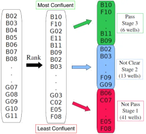 Figure 2.4: Workflow of the manual assessment of confluence level. The images were originally ordered by name (B02, B03, ...), and then sorted in order of the estimated confluence by biologists.