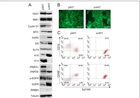 Figure 3 Comparison of WIT medium containing EGF to WIT medium containing amphiregulin and neuregulin.The cells in medium containing amphiregulin and neuregulin (svWIT) have luminal characteristics