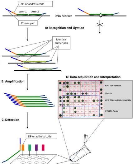 FIG. 1. Schematic ﬂowchart representing the different steps used by the Check-Points KPC/ESBL platform to recognize speciﬁc bla(Step A) Target DNA recognition and ligation (thermocycling conditions, 95°C for 3 min, 24 cycles of 95°C for 30 s and 65°C for 5