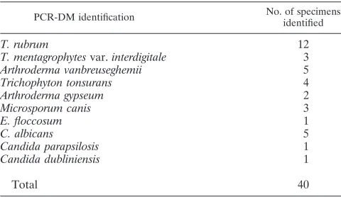 TABLE 1. Hybridization of 40 clinical isolates to PCR-DMa