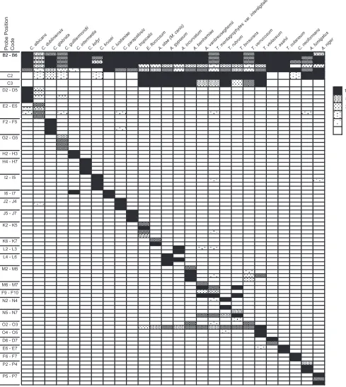 FIG. 2. PCR-DM speciﬁcally identiﬁes 26 targeted fungal species. Normalized signal intensities of all hybridization experiments are listed byprobe position and fungal species