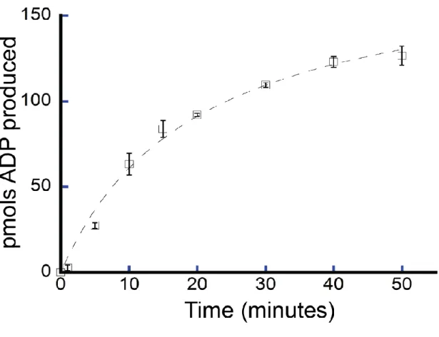 Figure 2.4 - ATP hydrolysis by Fancm as a function of time - Fancm ATPase activity was examined  as a function of time using 212 nM Fancm∆ and M13mp18 ssDNA as the DNA co-factor