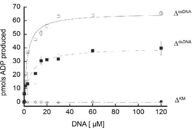 Figure 2.6 - ATP hydrolysis by Fancm - Fancm ATPase activity was examined as a function of DNA  concentration using either M13mp18 ssDNA (□◊) or dsDNA (■♦) as the DNA co-factor