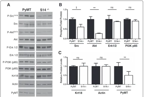 Figure 7 Immunoblot analysis of solid tumors from polyomavirus middle T antigen (PyMT) and PyMT/S14−/− mice
