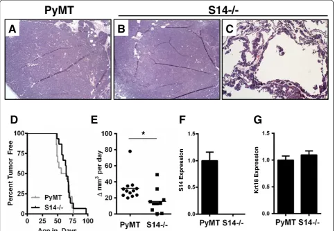 Figure 1 Tumor histology, latency, and growth in polyomavirus middle T antigen (PyMT) mice with and without S14
