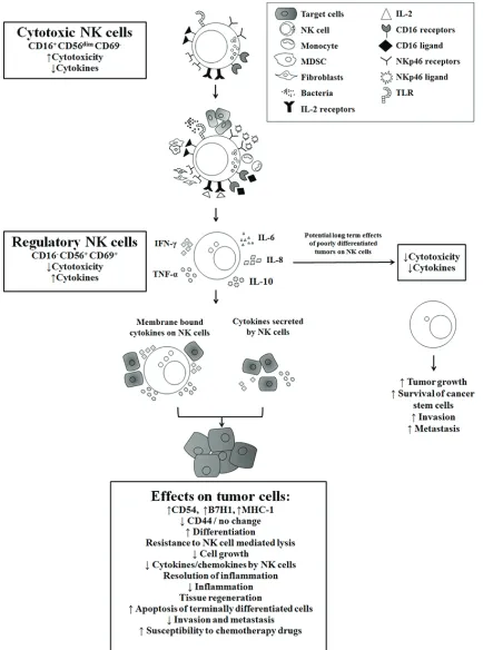 Figure 5: Hypothetical model of induction of anergized/regulatory NK cells in oral microenvironment by immune inflammatory cells and by the effectors of connective tissue to support differentiation of cancer stem cells resulting fibroblasts in oral microen