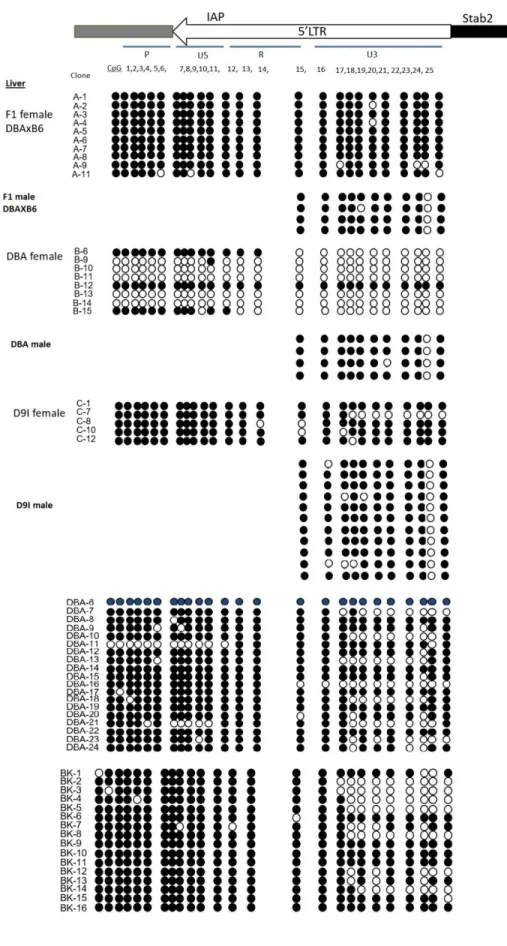 Figure 4: Methylation Status of 5’ LTR Region of IAP Insert  