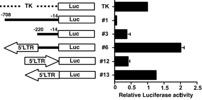 Figure 5: 5’ LTR Sequence in Reverse Orientation Drives Stab2 Expression in HEK293  Cells  