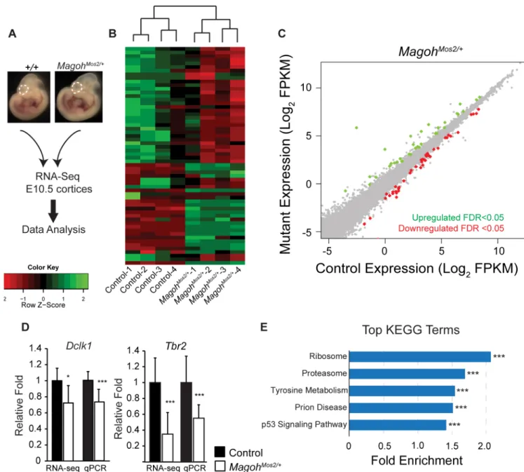 Fig 5. Transcriptome analyses of E10.5 Magoh germline haploinsufficient brains identifies alterations in ribosome and p53 signaling pathways