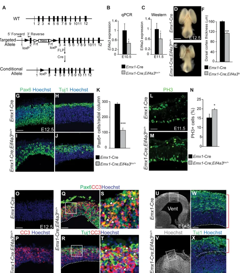 Fig 2. Eif4a3 is required for embryonic neurogenesis and brain size. (A) Top, Eif4a3 genomic mouse locus