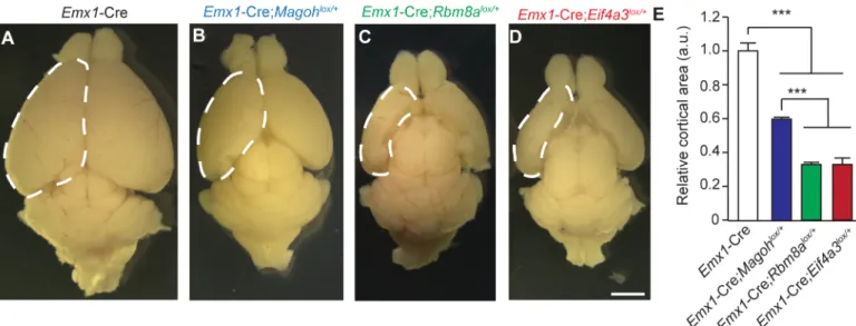 Fig 3. Haploinsufficiency of EJC components causes microcephaly. (A-D) Images of whole mount brains at P12 from indicated genotypes