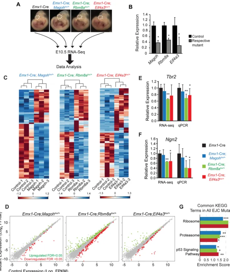 Fig 4. Transcriptome analyses of E10.5 Magoh, Rbm8a, and Eif4a3 haploinsufficient cortices reveal common downstream pathways