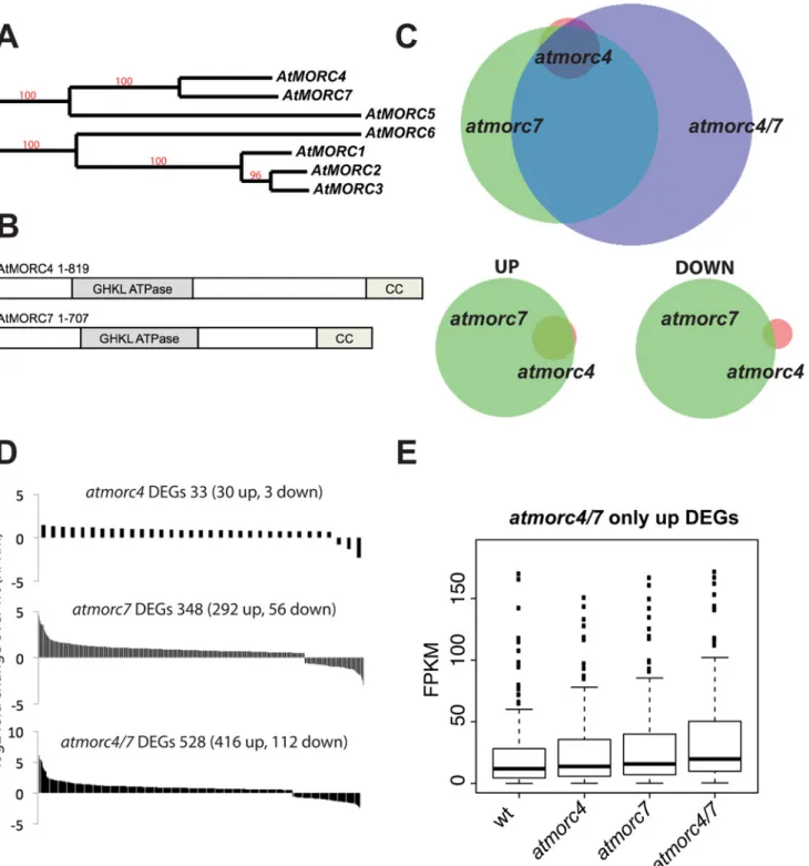 Fig 1. AtMORC4 and AtMORC7 act in a partially redundant manner to repress a highly overlapping gene set