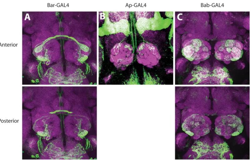 Fig 4. Expression pattern of PD network components in ORNs. Antennal lobe innervation of ORNs expressing GFP driven by Bar NP4099 (A), ap md544 (B), or bab1 Pgal4-2 (C)