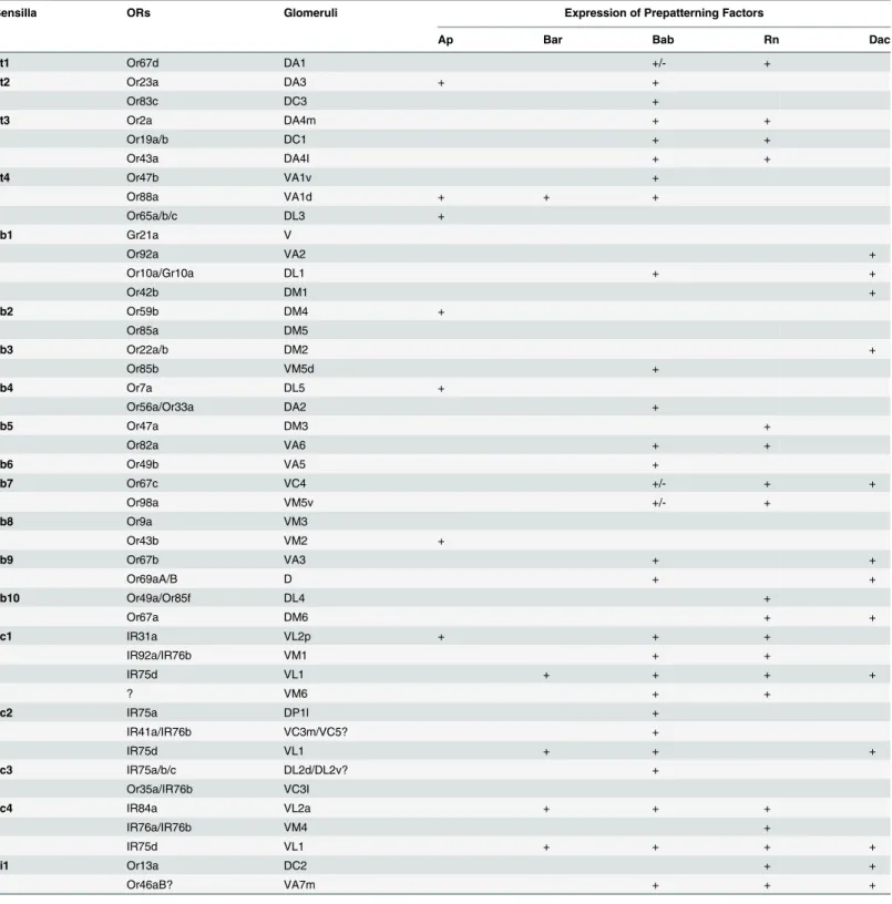Table 1. Summary of GAL4 reporter expression of PD network TFs in ORNs.