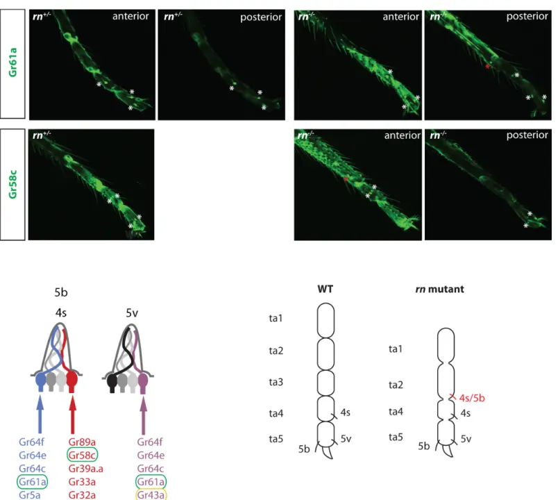Fig 8. Effects of hypomorphic bab mutants on ORN populations. (A) Model depicting the changes to the combinatorial code in bab PR72 homozygous flies